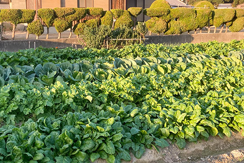 自家菜園の野菜