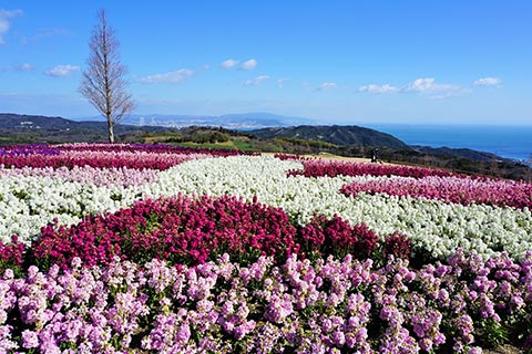 あわじ花さじき