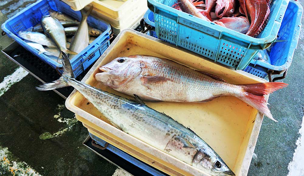 淡路島仮屋底引き網観光